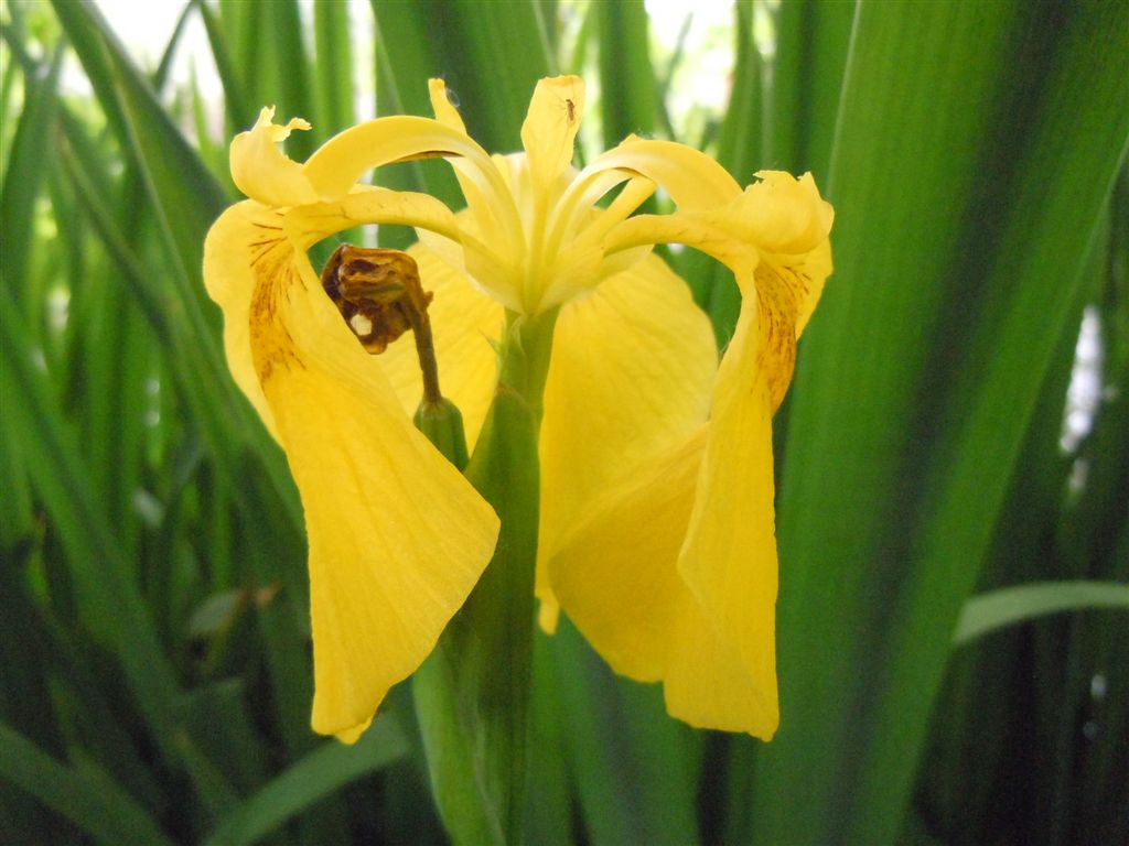 Iris pseudacorus